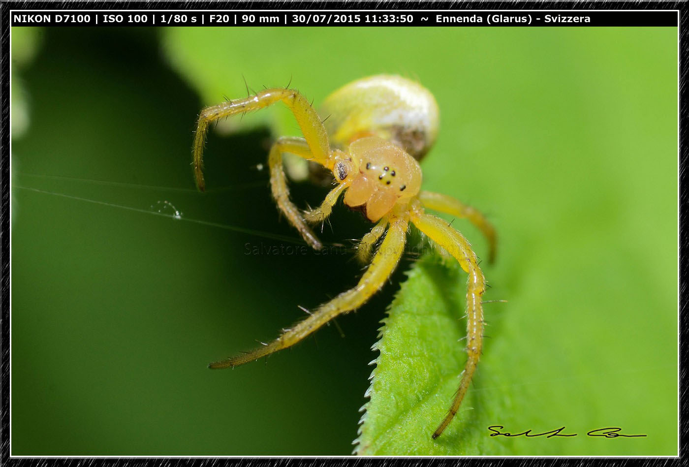 Riassettando la tela...Araniella sp. - Enneda (SVizzera)
